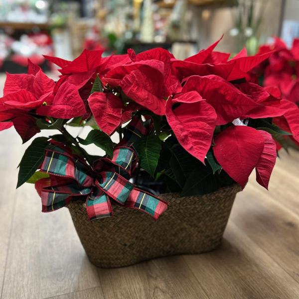 Poinsettia Duo Basket