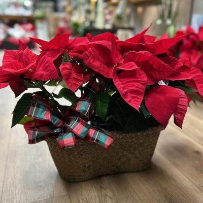 Poinsettia Duo Basket