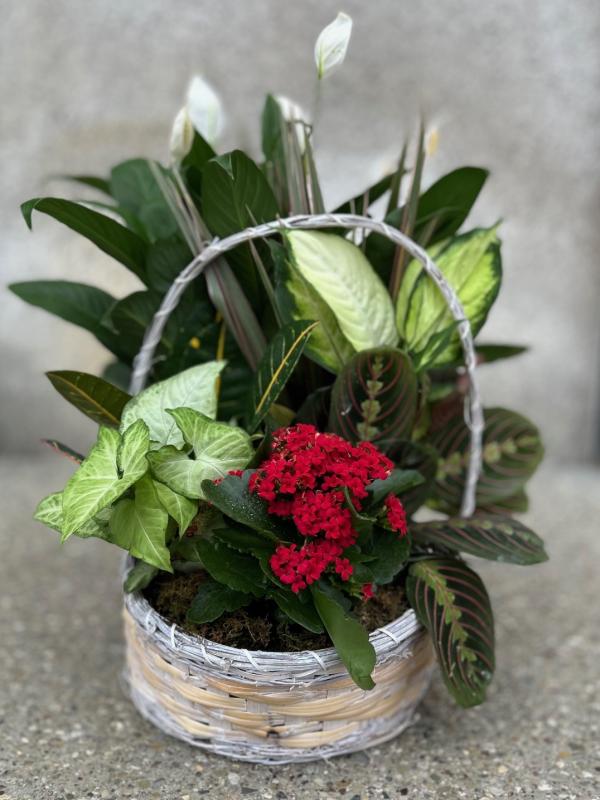 Kalanchoe Planter