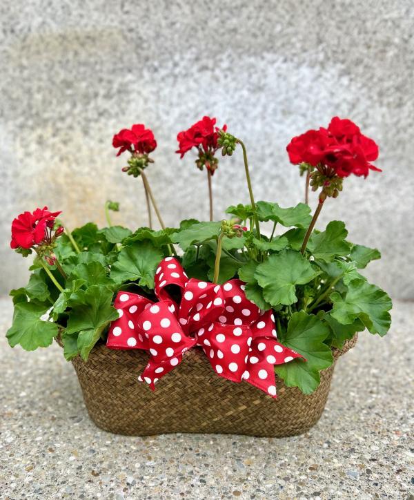 Red Geranuim Basket