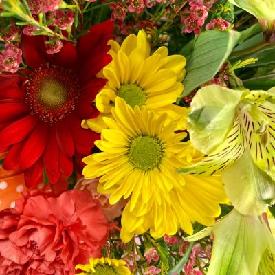 Designers Choice Bold Colors